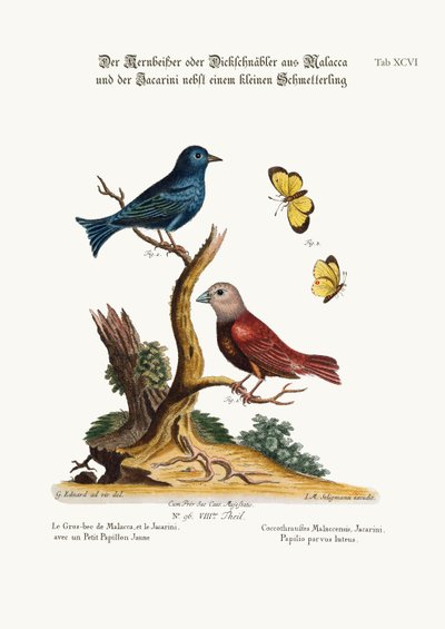 The Malacca Gros-beak, the Jacarini, and the Small Yellow Butterfly by George Edwards